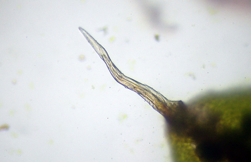 Usando le chiavi di Dryades... Syntrichia papillosa?